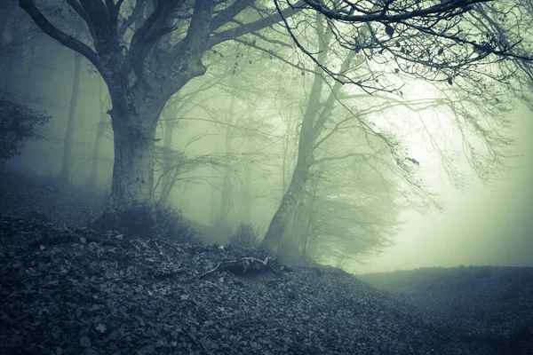 Vue Sur Forêt Brumeuse Conte Fées Qui Fait Peur Aux Images De Stock Libres De Droits