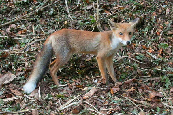 Πορτρέτο Της Όμορφης Νεαρής Αλεπούς Vulpes Vulpes Στο Δάσος — Φωτογραφία Αρχείου