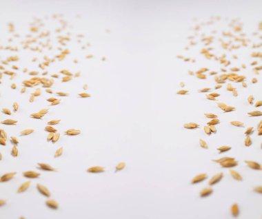 Beyaz bir arka plan üzerinde Mısır tahıl