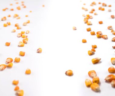 Beyaz bir arka plan üzerinde Mısır tahıl