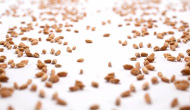 Beyaz arka plan üzerinde dağınık buğday tahıl