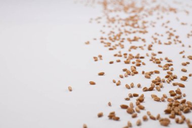 Beyaz arka plan üzerinde dağınık buğday tahıl