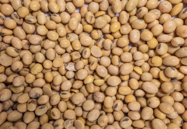 Doğal organik böbrek soya fasulyesi makro görünümü arka plan üzerinde