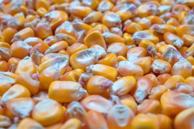 Doğal organik Mısır fasulye makro görünümü arka plan üzerinde