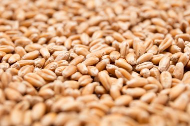 Doğal organik buğday tahıl fasulye makro görünümü arka plan üzerinde
