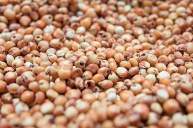 Doğal organik böbrek soya fasulyesi makro görünümü arka plan üzerinde