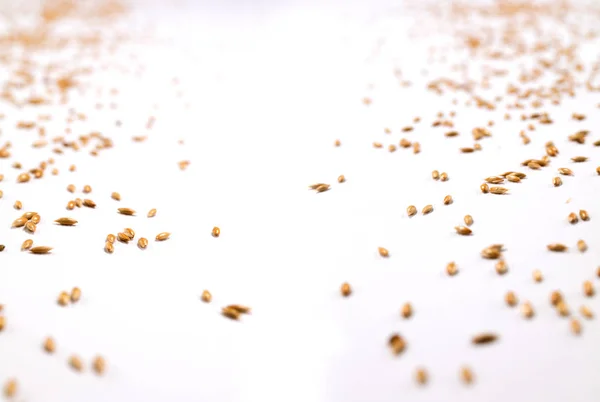 Зерно Пшеницы Разбросано Белом Фоне — стоковое фото