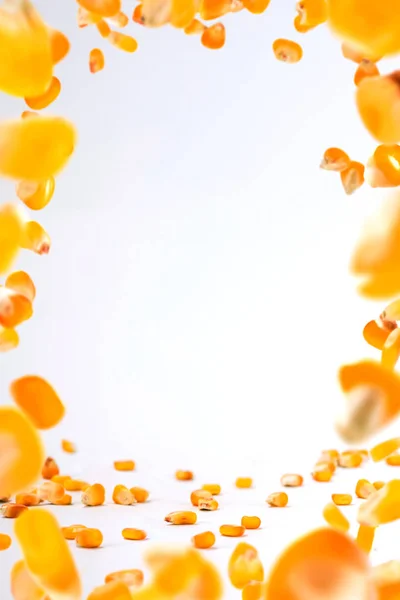Stop motion corn grains splash or falling flying from the air on the surface on white background. Food object design concept.