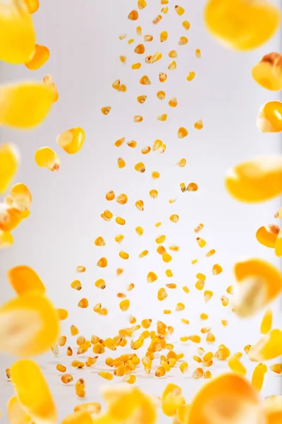 Stop motion corn grains splash or falling flying from the air on the surface on white background. Food object design concept.