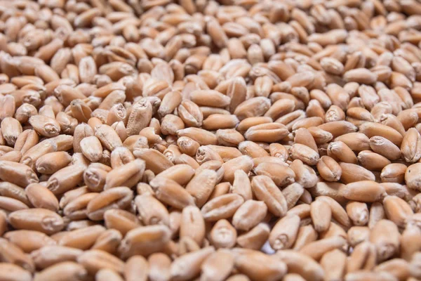 背景に自然なオーガニックの小麦粒の豆のマクロの表示 — ストック写真