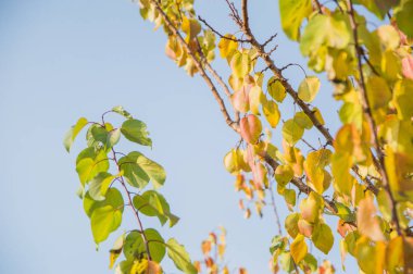 Sonbahar yaprakları beyaz bir arka plan üzerinde izole Şubesi.