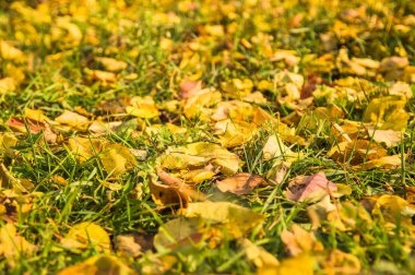Sonbahar ormanlarında düşen yapraklar güneşli havalarda