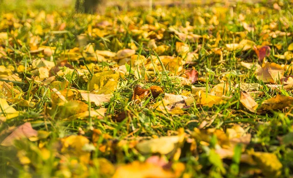 Fallen leaves in autumn forest at sunny weather Royalty Free Stock Photos