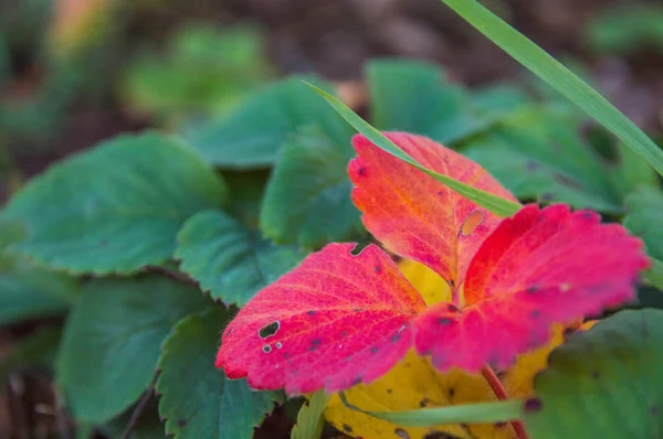 Blad van de aardbei met de schimmelziekte. — Stockfoto