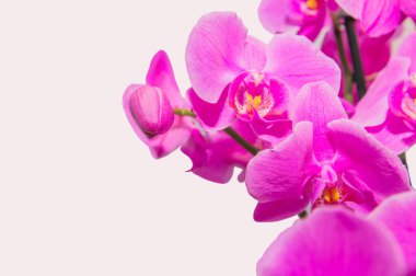 izole mor çiçekli orkide şube