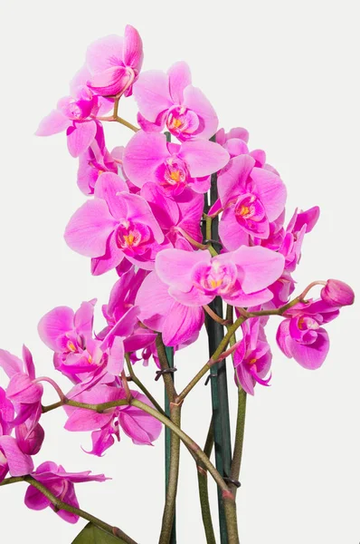 Beyaz arka plan üzerinde izole mor çiçekli orkide Şubesi — Stok fotoğraf