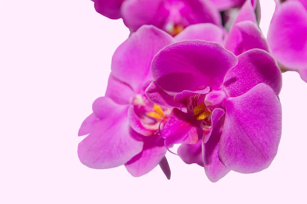 Orchideenzweig mit violetten Blüten isoliert — Stockfoto