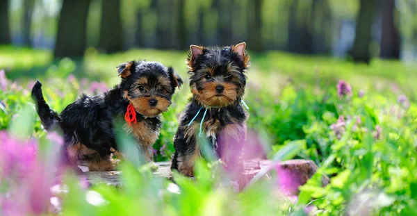 Wide picture of two  pretty Yorkshire Terrier puppies in a forest