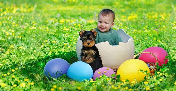 Wide picture of a baby boy  in a giant egg shell with Yorkshire Terrier on big easter eggs