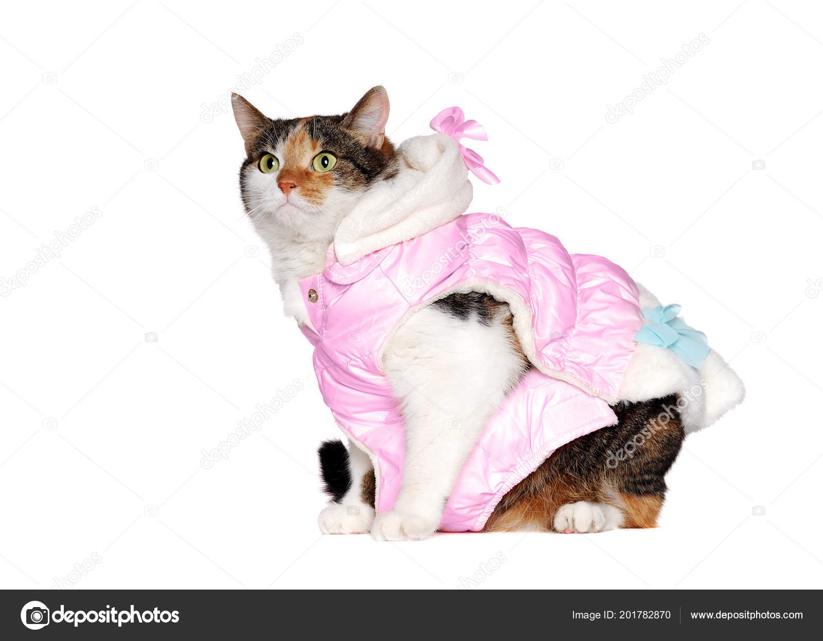 cat wearing jacket