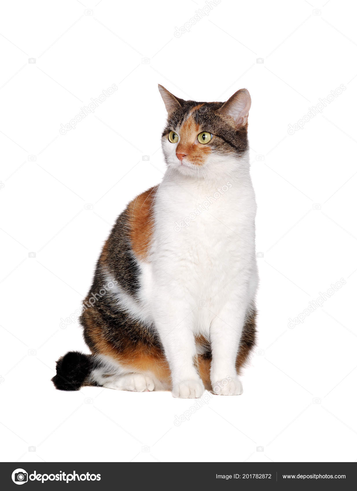 Tortoiseshell Cat Sitting White Studio Stock Photo By C Iagodina 201782872