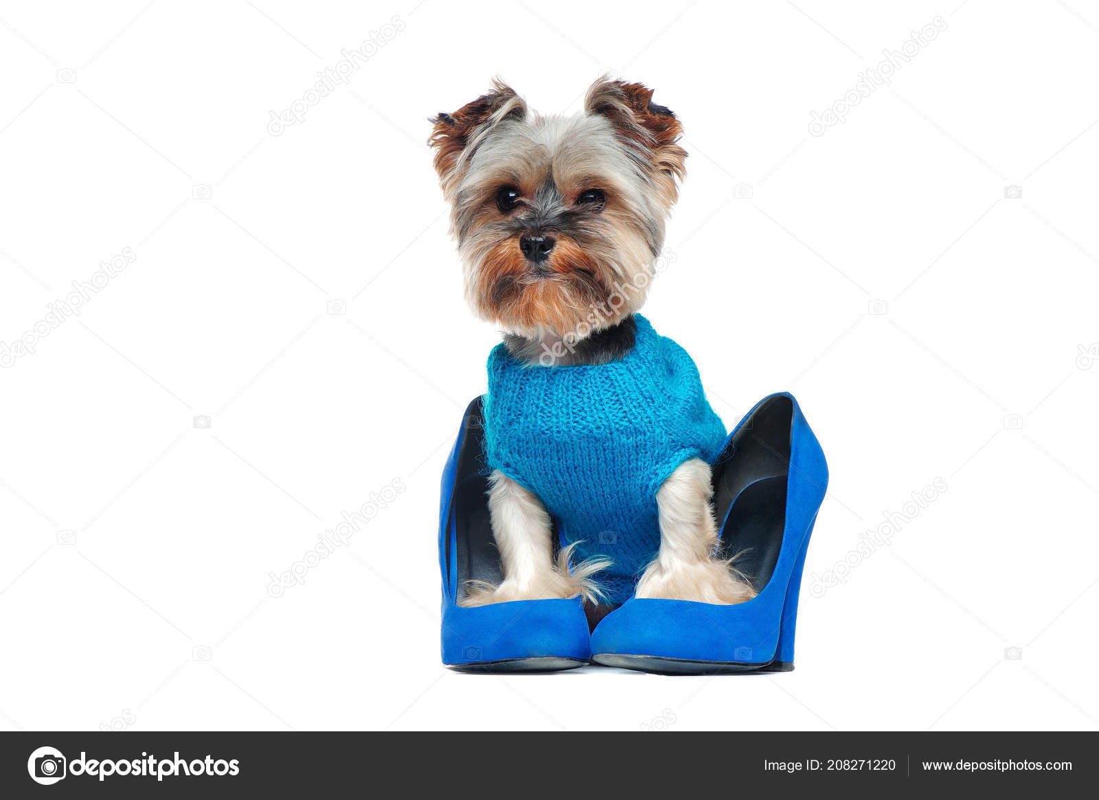 dog wearing heels