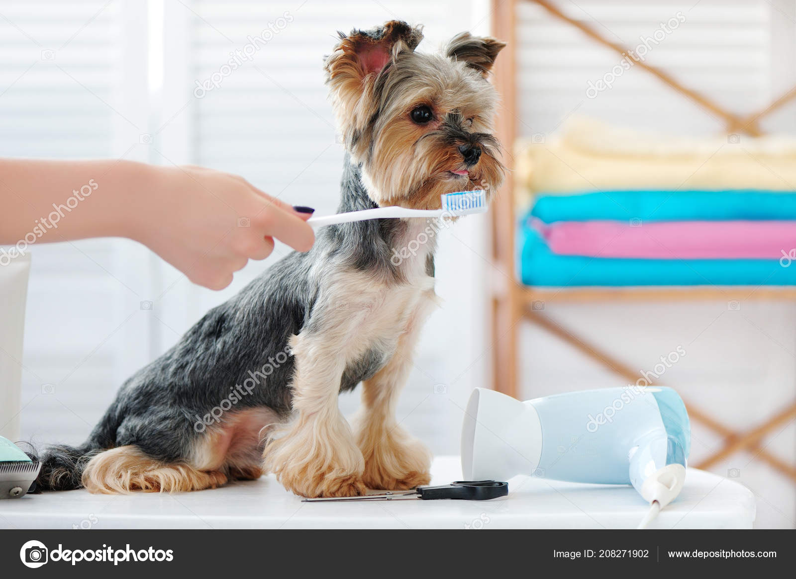 yorkie toothbrush