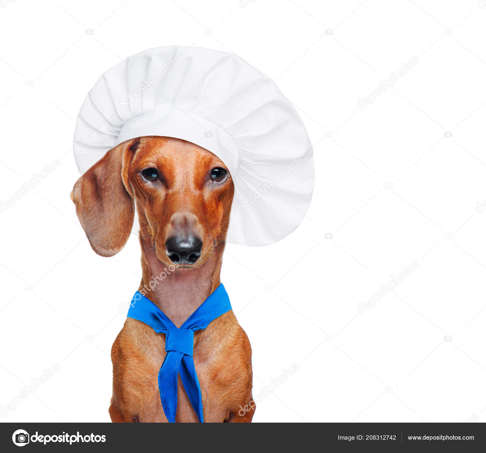 dog in chef hat