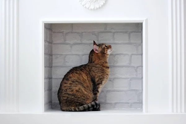 Cat in the fireplace sitting side view