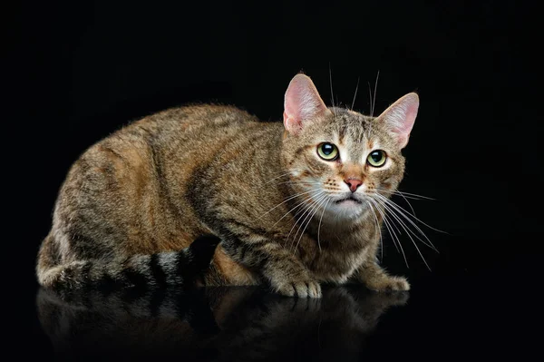 Side view low key portrait of a laying tabby cat