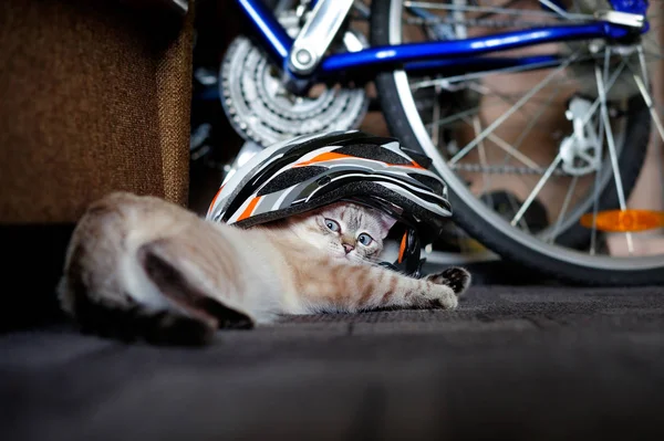 Cat playing with a cycling helmet in the room