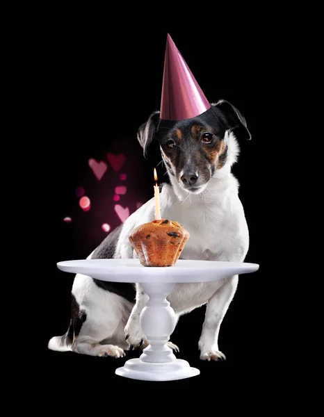 Little dog  looking to birthday little cake against black background