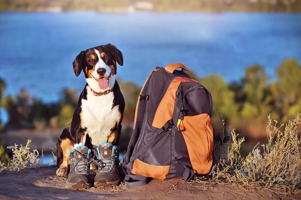 Mountain dog wearing hiking boots sitting next to backpack
