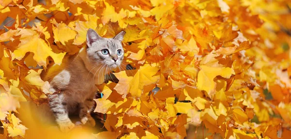 Wide picture of a tabby kitten in autumn foliage