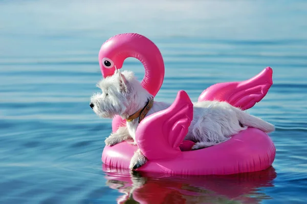 Side view portrait of a white dog laying on the rubber flamingo