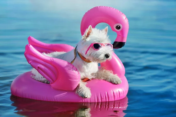 Pretty white west highland terrier wearing pink sunglasses havin