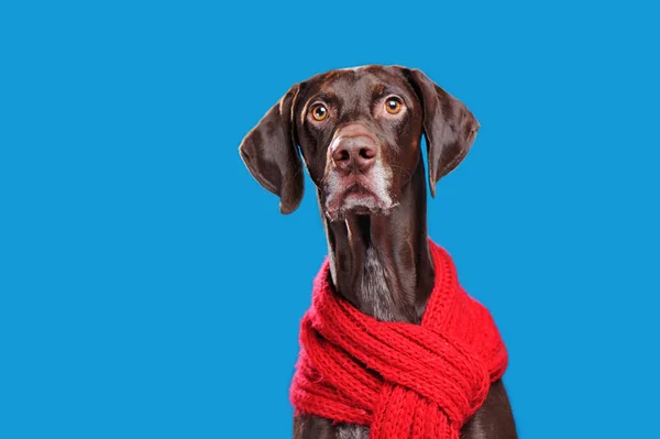 Close-up picture of a pointer dog in a red scarf