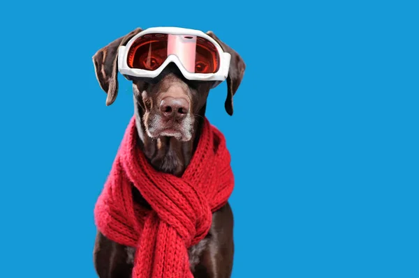 Pointer dog with ski mask on eyes