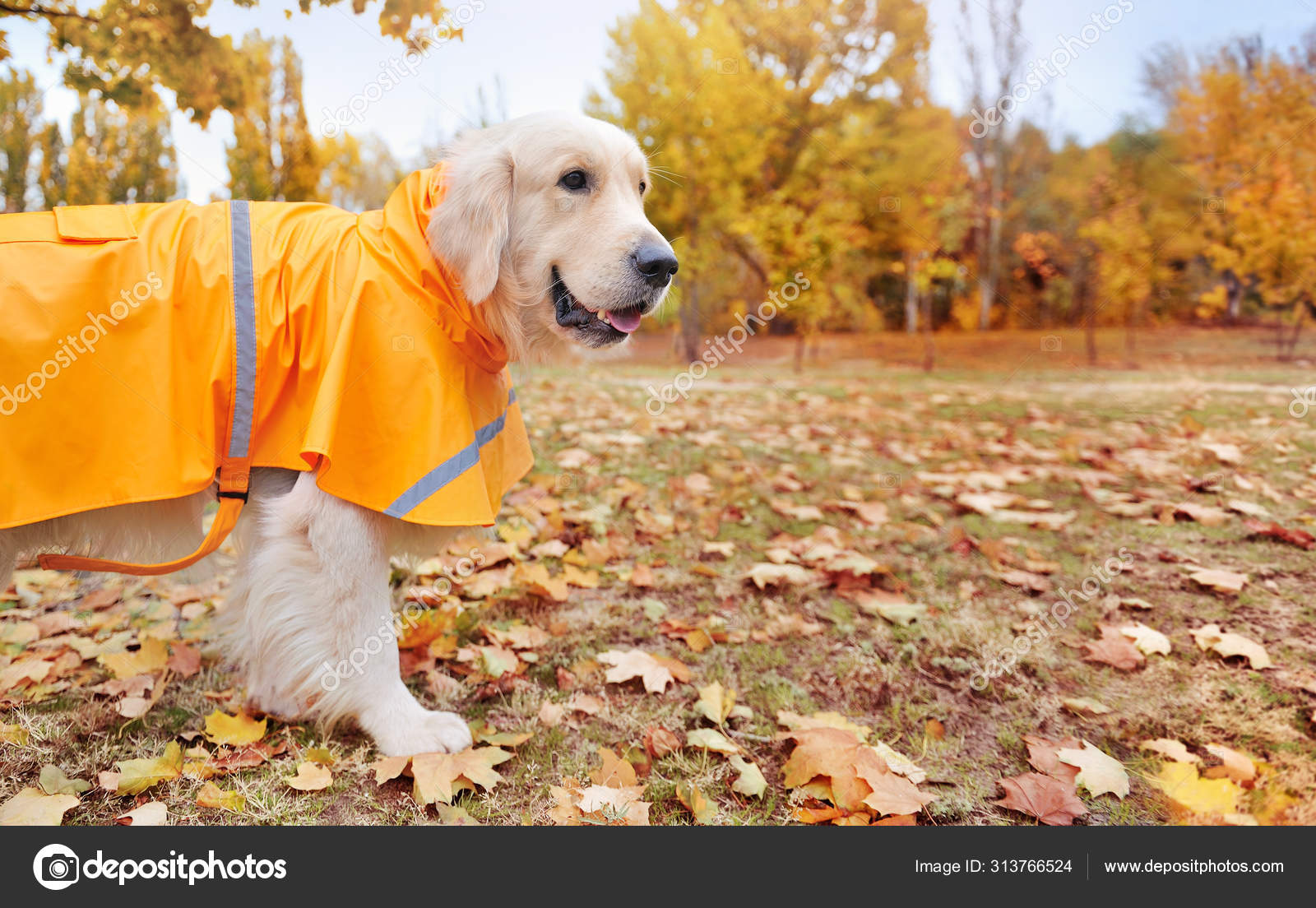 golden retriever in raincoat