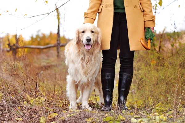 Close-up portrait of a golden retriever standing next to owner in boots