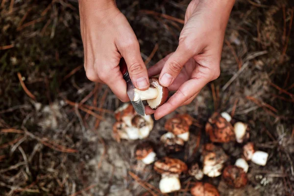 Close-up picture of hands cutting the mushroom
