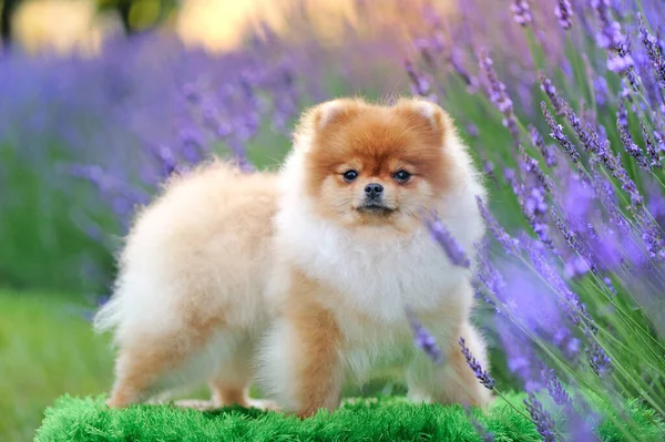 Side view portrait of a standing pomeranian against lavender flowers