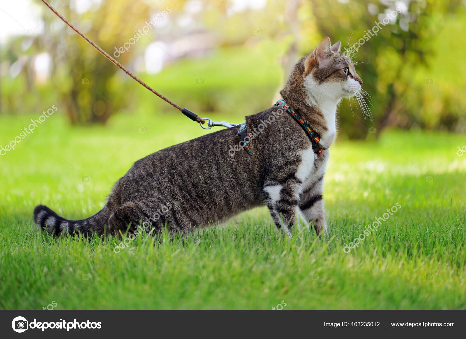 用皮带走路的猫的侧视图画像 图库照片 C Iagodina