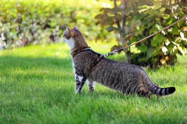 Profile picture of a cat walking on the leash outdoors