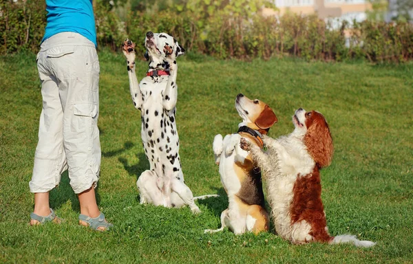 Dogs at the training schools at the lawn