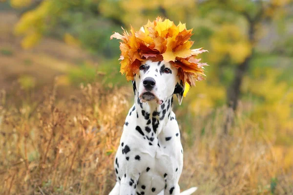 Head portrait of dalmatian dog with fall leafs crown