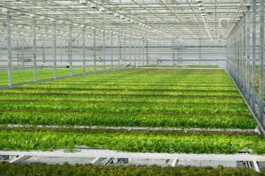 Almaty / Kazakistan - 12.24.2018: Büyük bir serada marul ve fesleğen yetiştirmek. Satılık taze bitkiler topla..