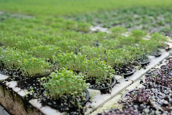 アルマトイ カザフスタン 2018 大きな温室でレタスとバジルを栽培しています 販売用の新鮮なハーブの収穫 — ストック写真