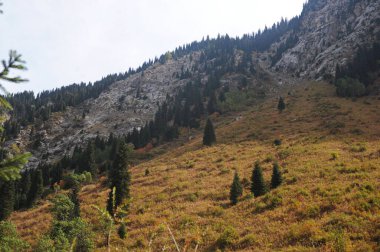 Dağ eteklerinde bitki örtüsü. Dağ nehri olan vadinin bölgesi.