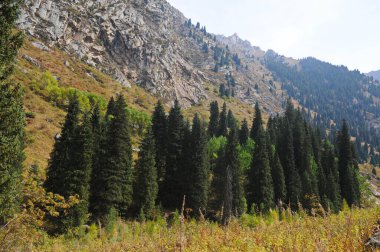 Dağ eteklerinde bitki örtüsü. Dağ nehri olan vadinin bölgesi.